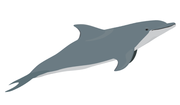 Dolphin Chronotype Figure