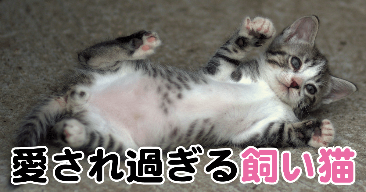 愛され過ぎる飼い猫