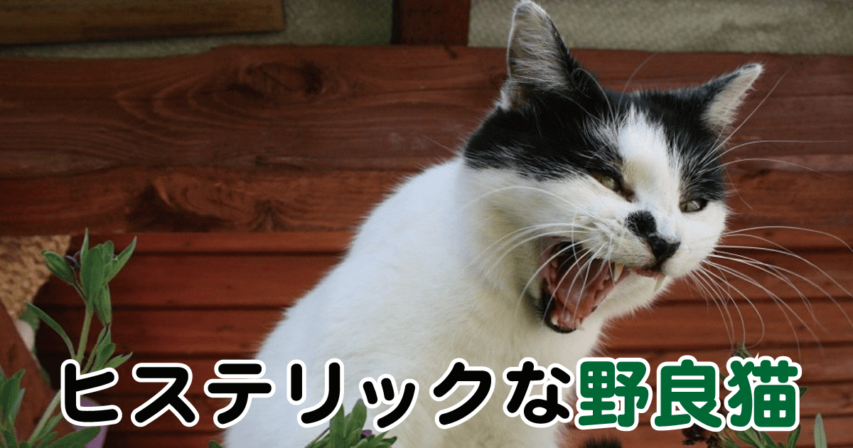 ヒステリックな野良猫