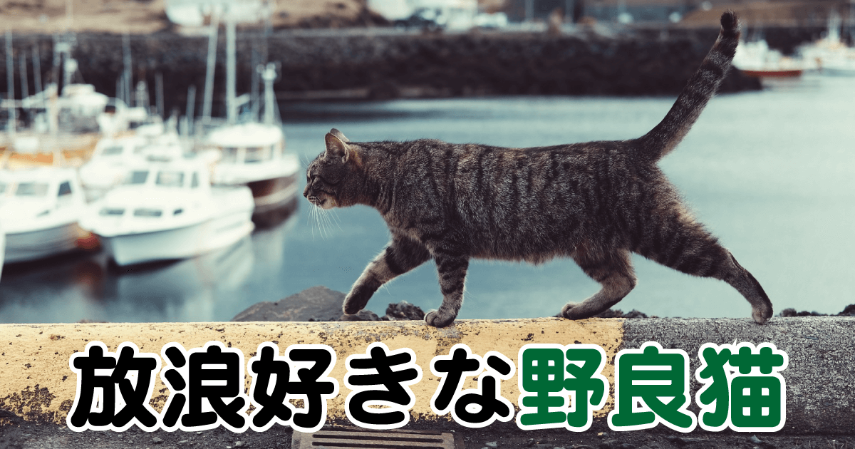 放浪好きな野良猫