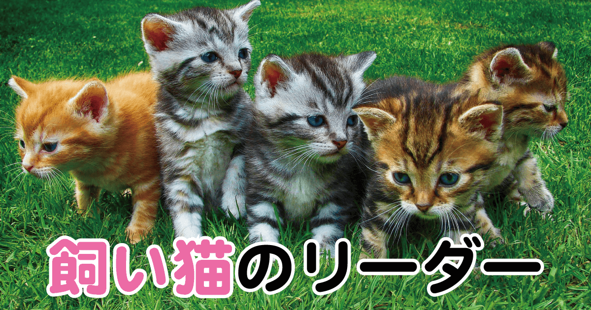飼い猫のリーダー