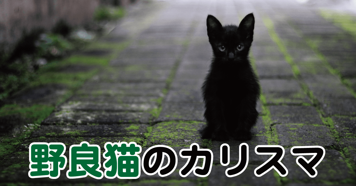 野良猫のカリスマ