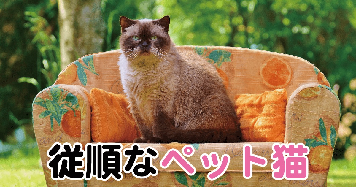 従順なペット猫
