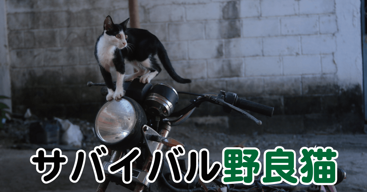 サバイバル野良猫