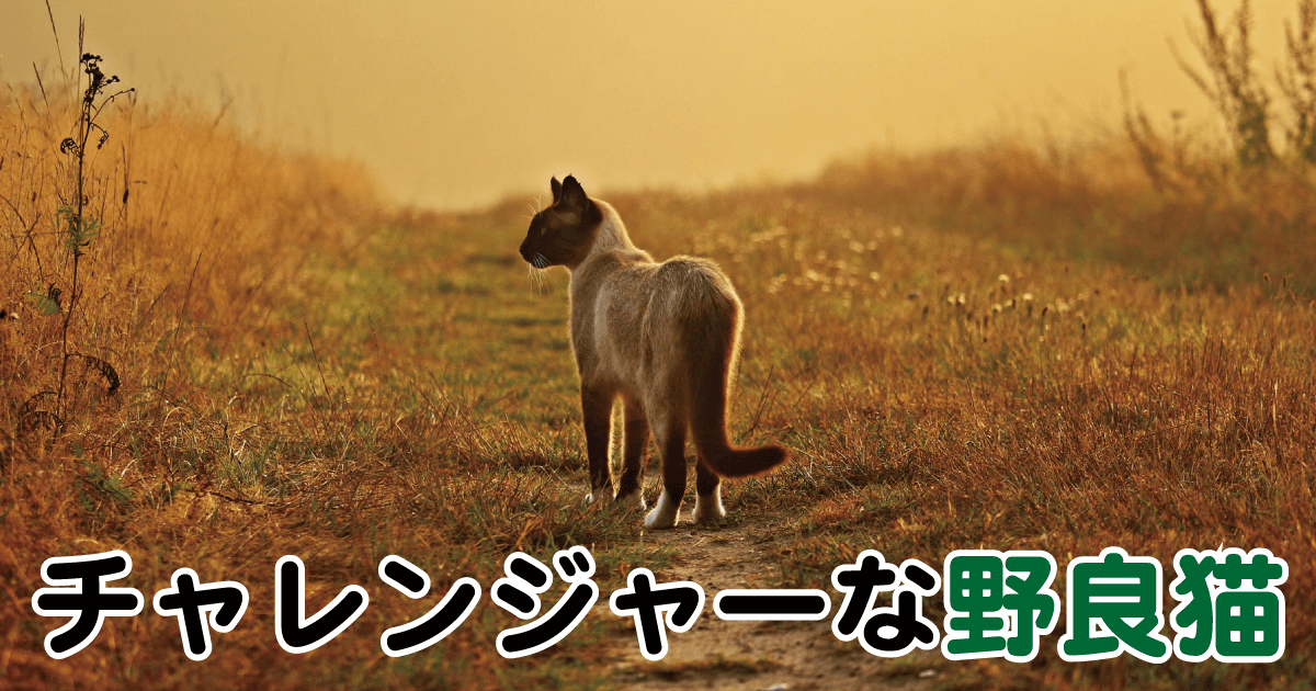 チャレンジャーな野良猫