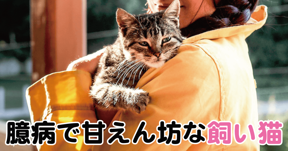 臆病で甘えん坊な飼い猫